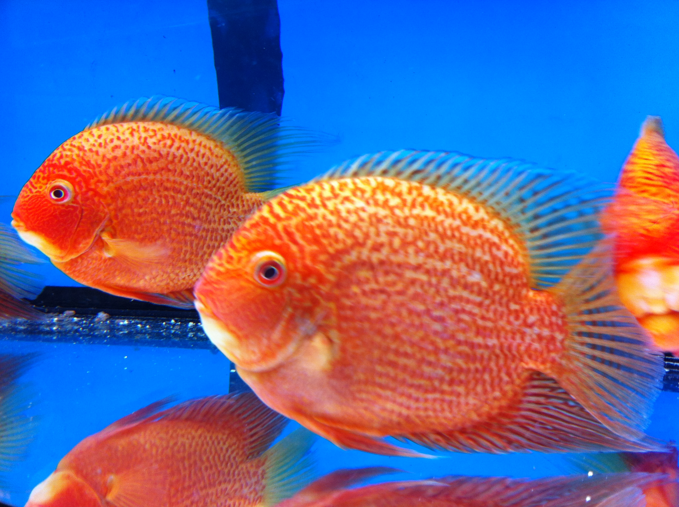 FISH | Chilton Aquatics